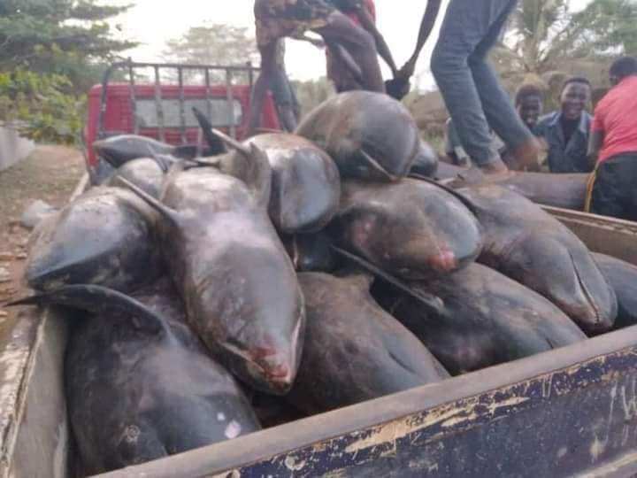 Dead Dolphins
