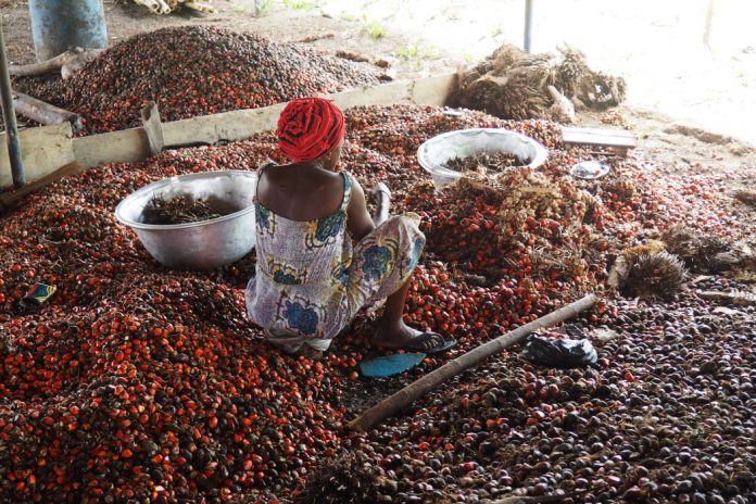 Switzerland Pledges Support For Ghanaian Palm Fruit Producers
